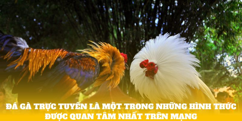 Đá gà trực tuyến là một trong những hình thức được  quan tâm nhất trên mạng