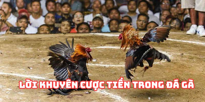 Khi cá cược đá gà không nên dồn hết toàn bộ tiền vào một ván