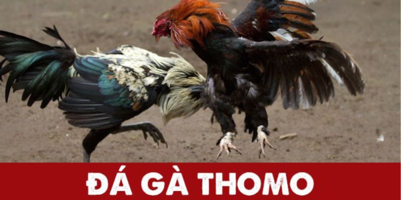 đá gà Thomo